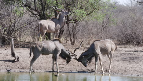 dos jóvenes toros kudu mayores juguetonamente traban los cuernos mientras juegan a pelear