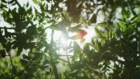 Tree-branches-backlit-by-the-sun-with-shallow-focus-and-heavy-lens-flares-in-slow-motion