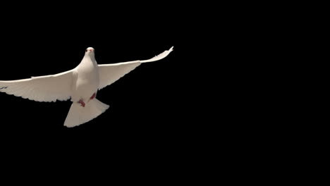 dove flying on black background