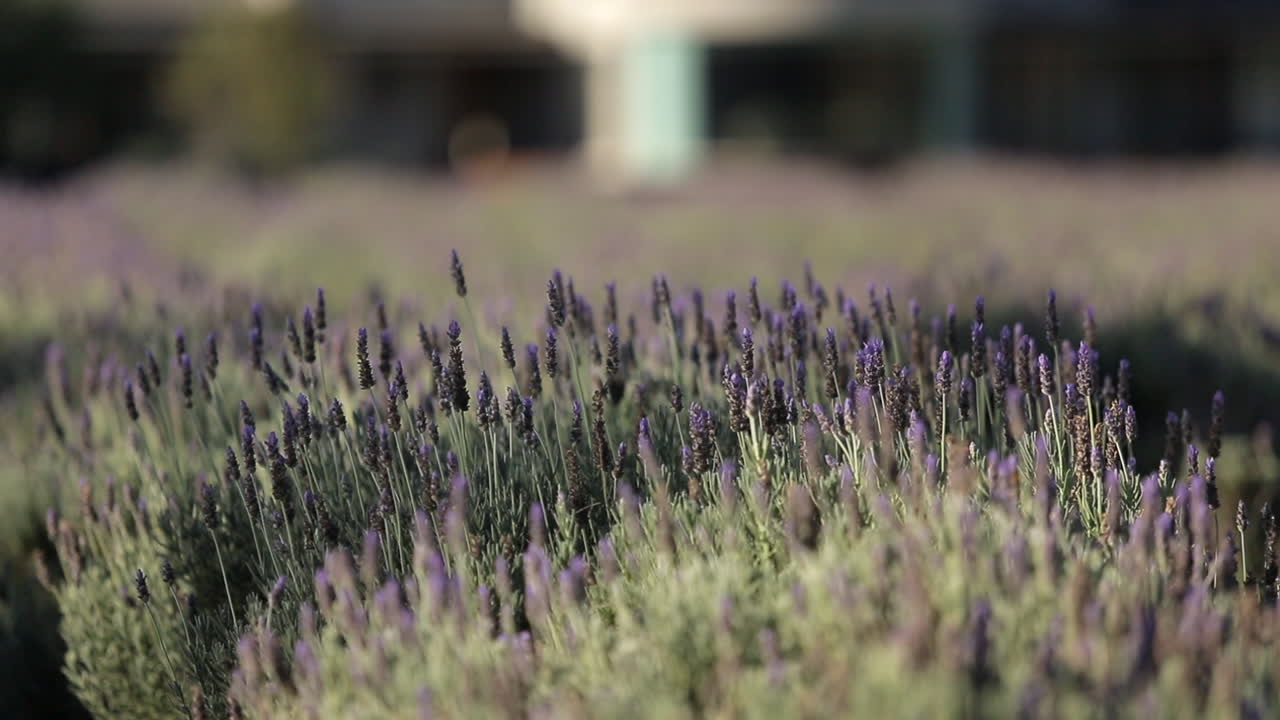 Sun lit lavender blossoms moving in the wind, medium shot