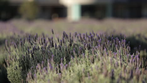 sun lit lavender blossoms moving in the wind, medium shot