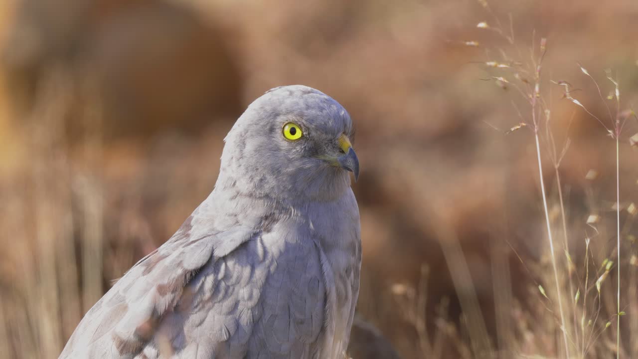 самец луня монтагу в поле с травой, обдуваемой ветром