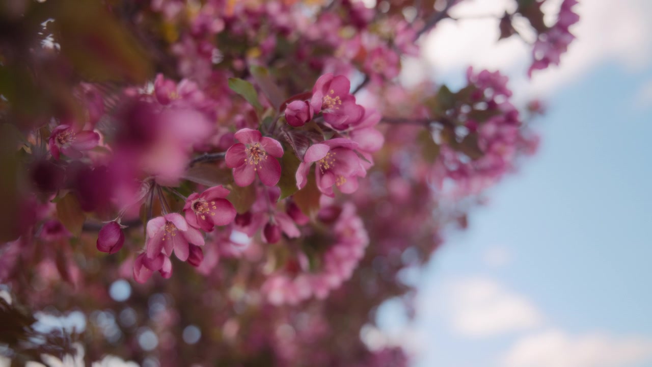 Pink flowers of cherry tree in spring