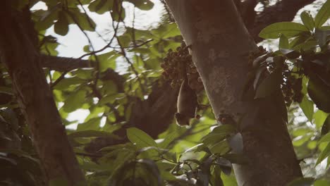 Hazy-red-fog-shot-of-bat-hanging-upside-down,-dreamlike-feeling,-out-of-focus-background