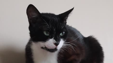 close up of sleepy tuxedo cat on white background - close up