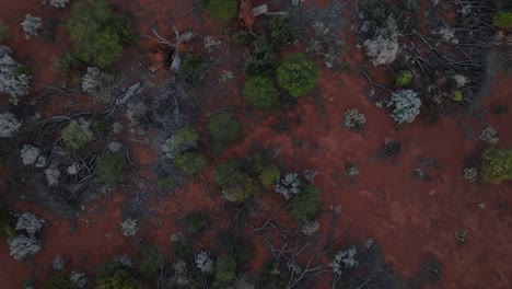 Rising-drone-clip-showing-native-vegetation-of-Australian-outback-habitat