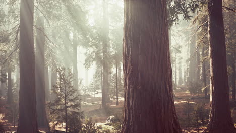 giant sequoias in the giant forest grove in the sequoia national park