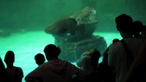 personas observando peces grandes en un acuario