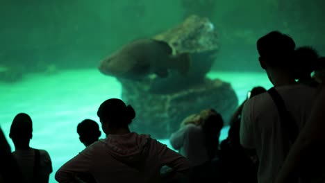 people observing large fish in an aquarium