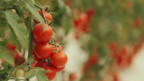 cherry tomatoes on the vine