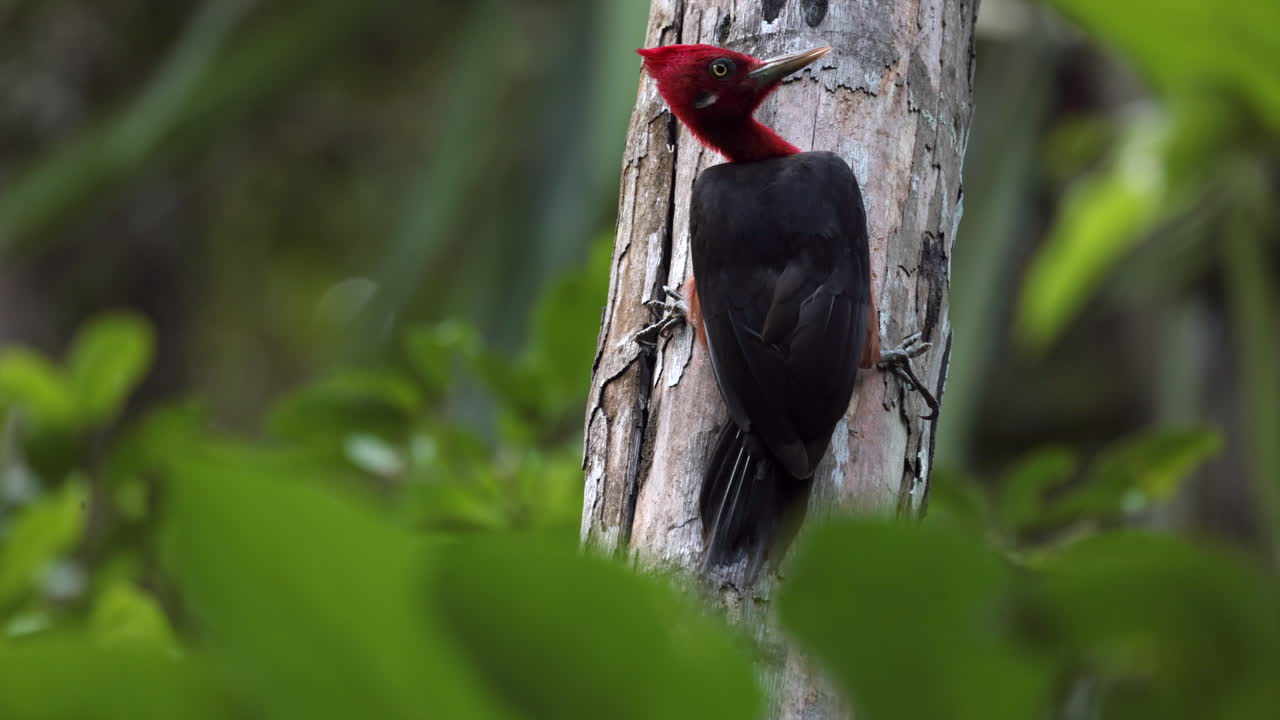 Grande uccello picchio lineato nella giungla della foresta pluviale appollaiato tropical2