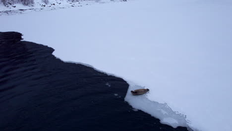 Mittlere-Umlaufbahnaufnahme-Einer-Fjordrobbe,-Die-An-Einem-Verschneiten-Wintertag-Im-Norwegischen-Sigerfjord-Am-Rande-Des-Meereises-Liegt