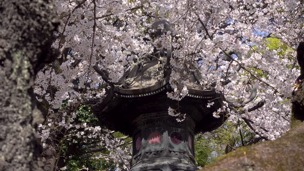 primer plano impresionante de un pilar de piedra japonés cubierto de flores rosas de sakura