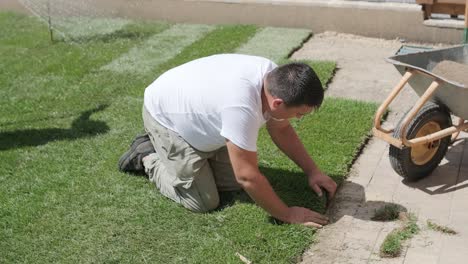 roll of new natural grass turf installed by professional gardener. landscaping industry.