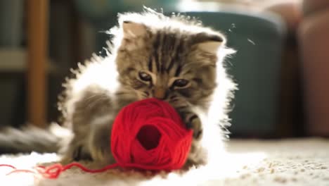 a playful kitten enthusiastically engages with a bright red yarn ball, capturing joy and curiosity in adorable innocence