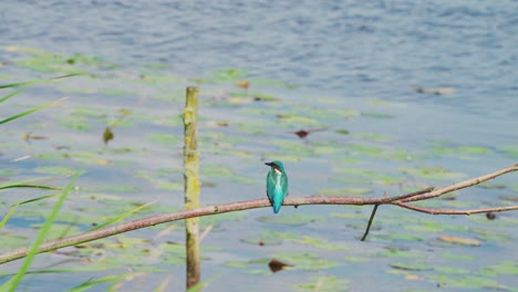 kingfisher perched on branch over idyllic pond in friesland netherlands, rearview with grass blades swaying slowly