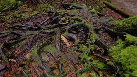 Pacific-Northwest,-Vancouver,-British-Columbia,-Forest,-Trees,-Nature,-Plants,-Leafs,-Roots