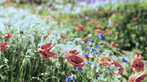 a beautiful field of red poppy flowers