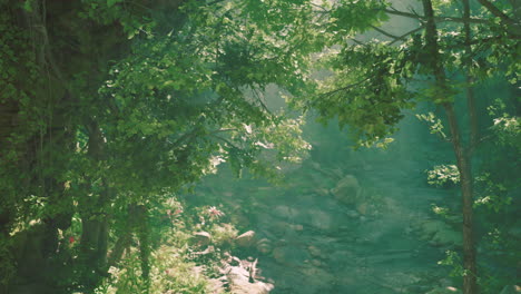 a beautiful shot of a forest path with sunlight filtering through the trees