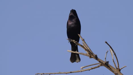 Pájaro-De-Vaca-Brillante,-Molothrus-Bonariensis,-Plumaje-Negro-Con-Iridiscente-Azul-Púrpura-En-Lo-Alto-De-Una-Rama-De-árbol-Rota-Contra-El-Cielo-Azul-Claro,-Primer-Plano