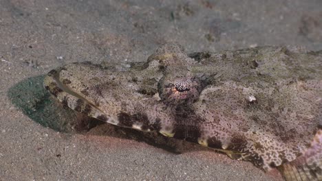 Flathead-fish-super-close-up-on-sand-in-the-Red-Sea