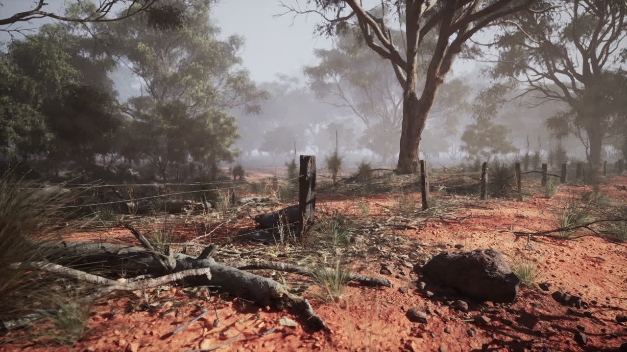 오스트레일리아의 안개 숲