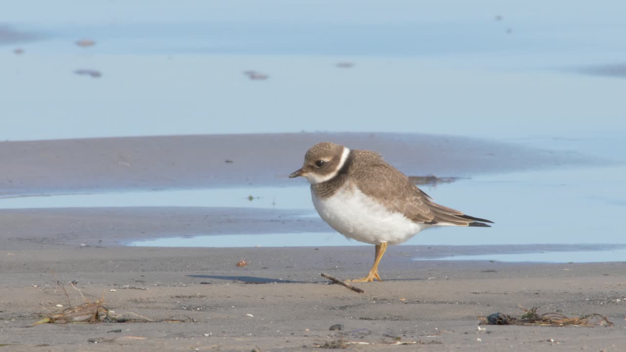 красивый обычный кольцевый плувер в поисках пищи возле пляжа в солнечный день - крупный снимок
