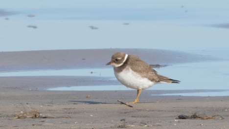 Beautiful-Small-Common-Ringed-Plover-Searching-For-Food-Near-The-Beach-During-A-Sunny-Day---Close-up-Shot