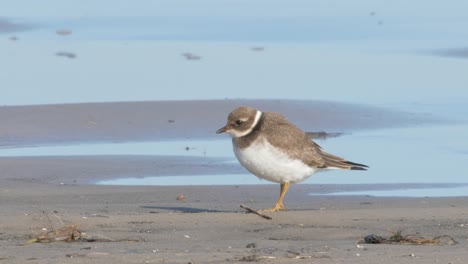 hermoso pequeño plover anillado común en busca de comida cerca de la playa durante un día soleado - tiro de cerca