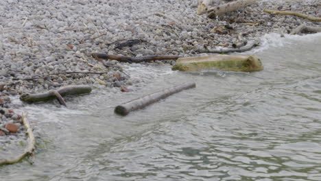 Gentle-lake-waves-pushing-driftwood-on-to-the-rocky-shoreline