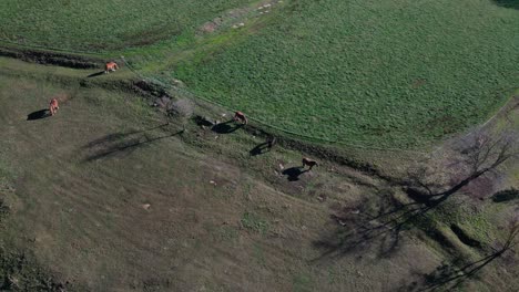 grazing cows in a green field near a road in tavertet region, barcelona, aerial view