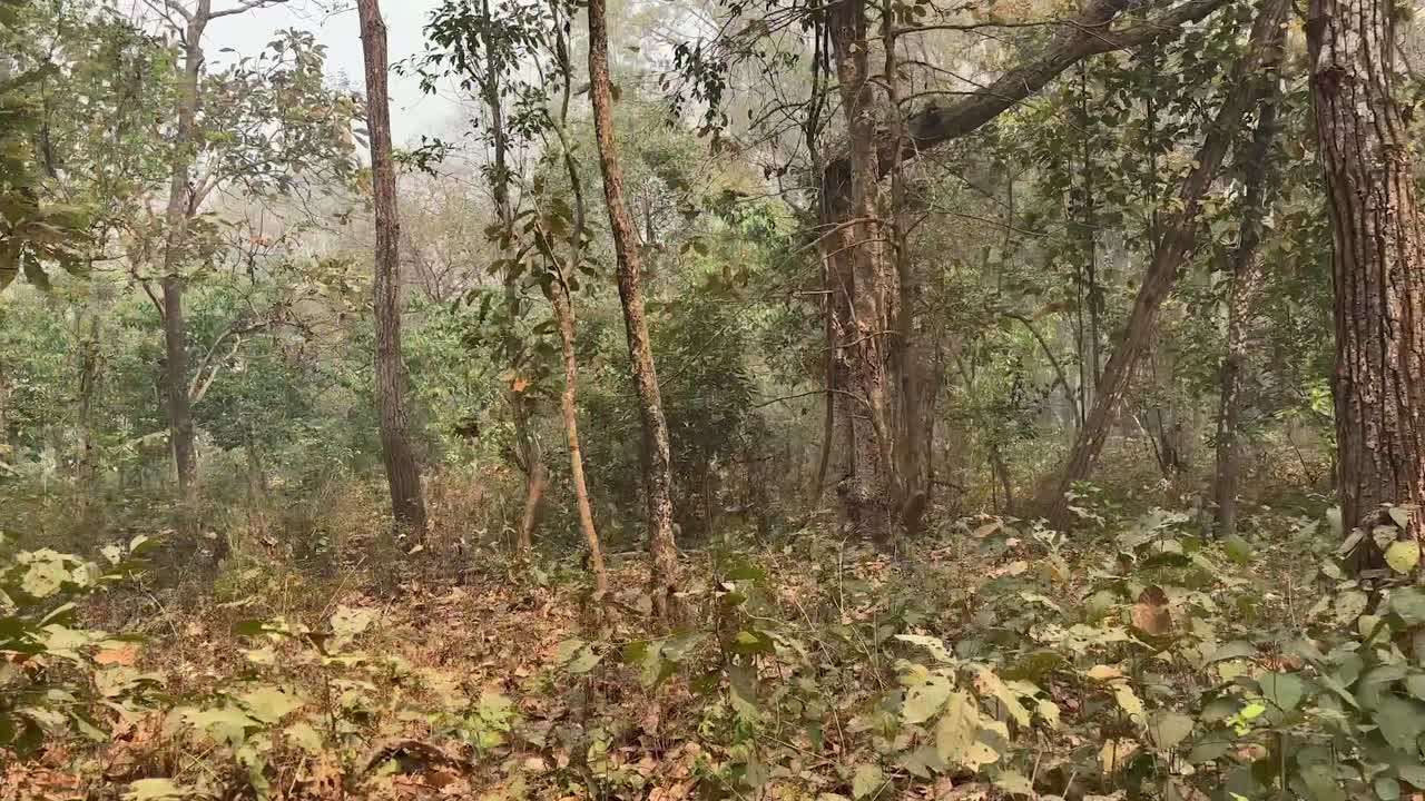 Tracking shot moving through forest trees with natural light and dense foliage.