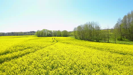 Flores-De-Color-Amarillo-Brillante-De-Plantas-De-Colza-En-Los-Campos-Durante-El-Verano