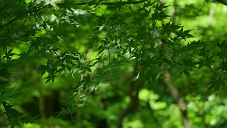 Beautiful-cinematic-slow-motion-close-up-of-green-maple-leaves-waving-in-wind