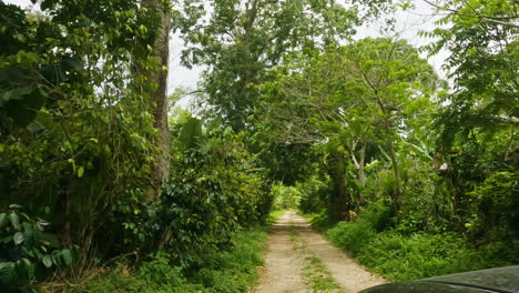 pov shot driving down jungle dirt track in isolated balneario mata de maiz area of dominican republic