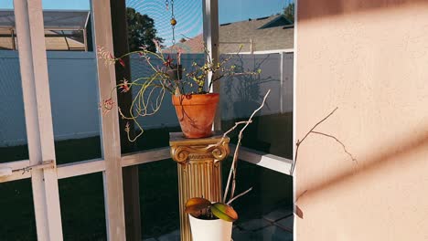 suculentas en olla en un solario