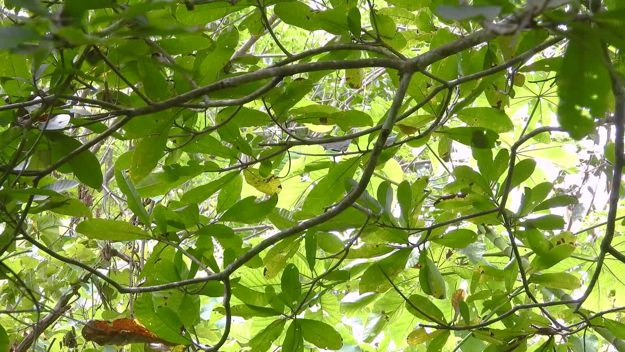 Tropical rainforest canopy with small yellow bird camouflaged among dense foliage, creating a vibrant scene of nature's beauty