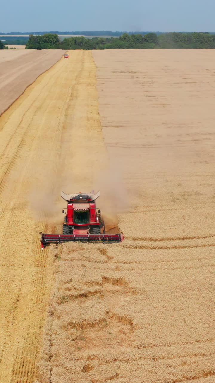 Red harvester mowed the path in the middle of wheat field. Vast farmlands at harvest season at the backdrop of green trees and blue skies. Vertical video
