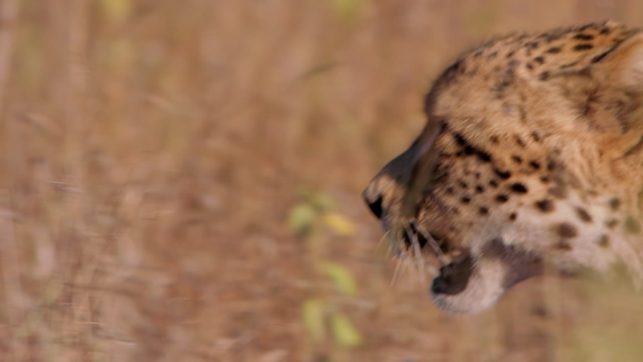 Close up pan shot of a cheetah's head walking between thick grass