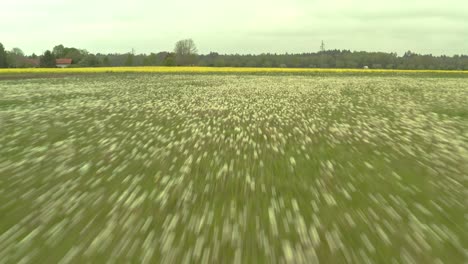 aerial view of a field of dandelions