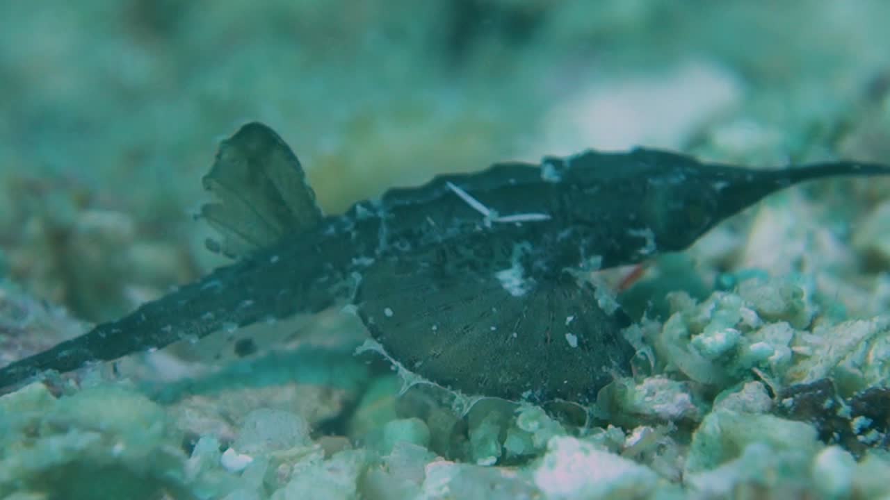 뼈 갑옷 청소년 날씬한 바다 나방 페가수스 volitans는 모래 바닥을 걸어