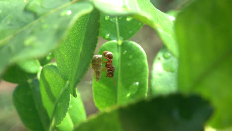 pequeña avispa de papel marrón que protege su nido en un arbusto de cal en tailandia