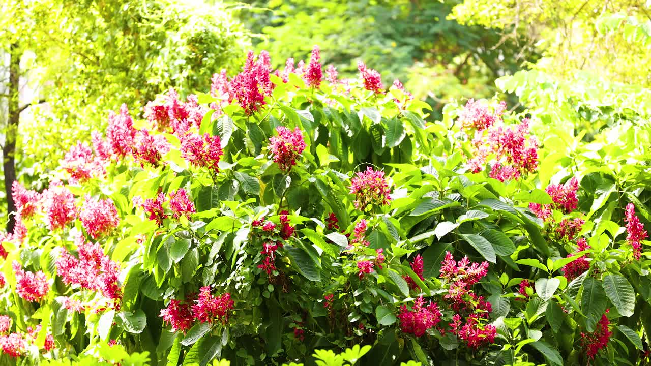 flores vibrantes con telón de fondo urbano en hong kong