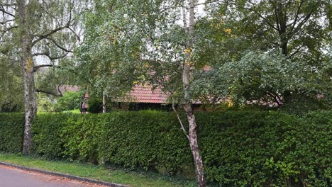 lush green foliage outside the kilns in oxford, england