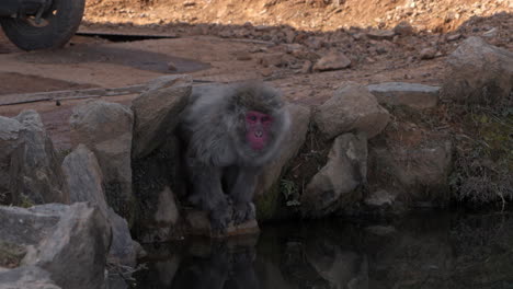 Japanese-macaque-drinking-water-from-a-pond-at-Iwatayama-Monkey-Park-in-Kyoto,-Japan