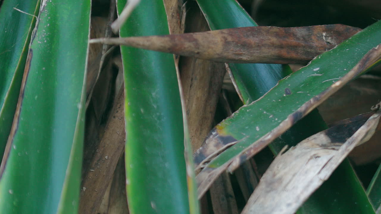 Close-up of some dry leaves of a plant.