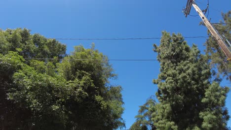 grandes árboles verdes sobre el camino