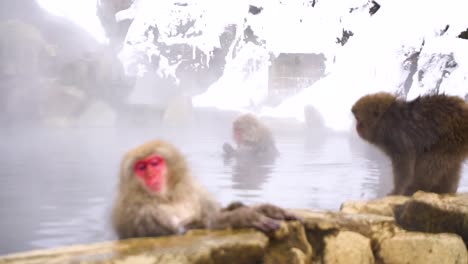 Monos-De-Nieve-Bañándose-En-Aguas-Termales-Y-Mirando-A-La-Cámara