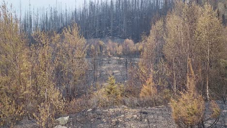 Burnt-trees-in-a-forest-recently-affected-by-a-fire-in-Ontario,-Canada