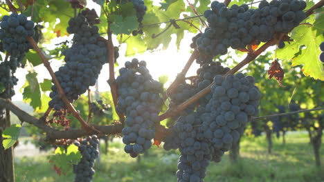 Uvas-Rojas-Maduras-En-Viña